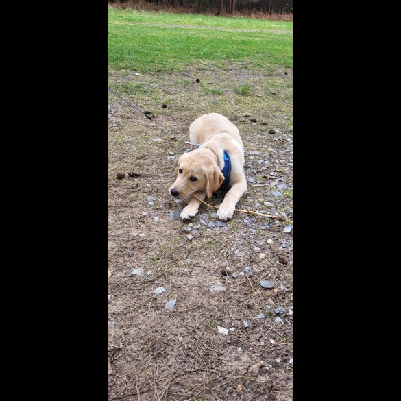 Labrador Retriever