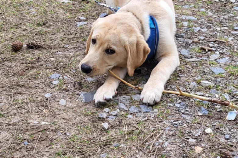 Labrador Retriever