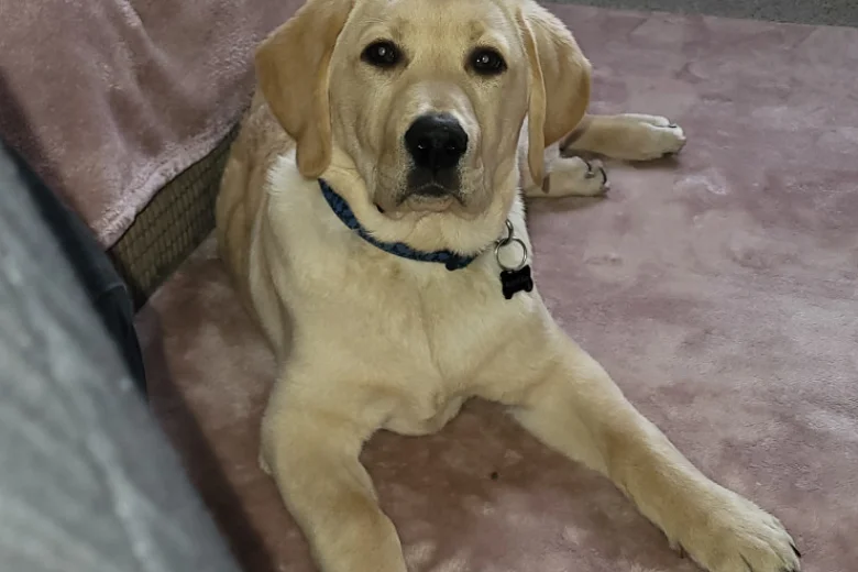 Labrador Retriever