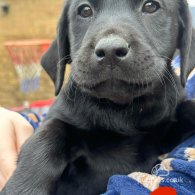 Labrador Retriever - Both