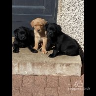 Labrador Retriever - Dogs