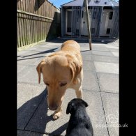 Labrador Retriever - Dogs