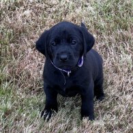 Labrador Retriever - Both