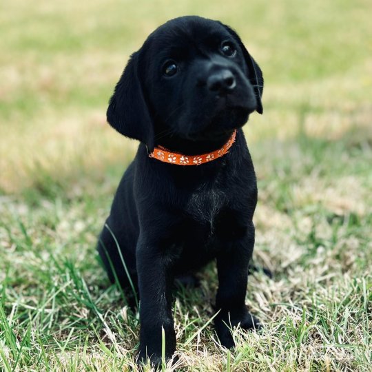 Labrador Retriever - Both