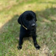 Labrador Retriever - Both