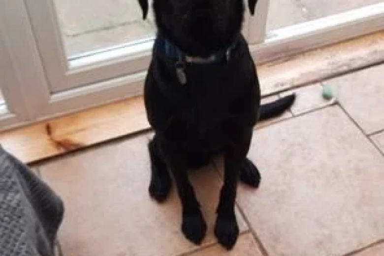 Labrador Retriever