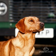 Labrador Retriever - Dogs