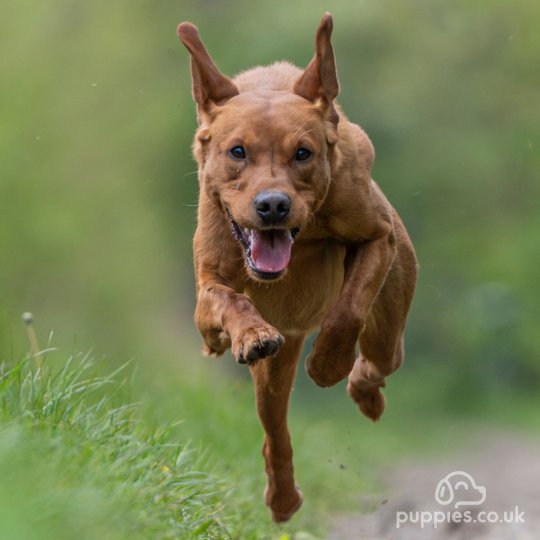 Labrador Retriever