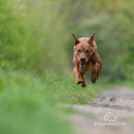 Labrador Retriever