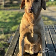 Labrador Retriever - Both