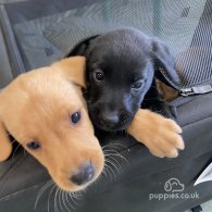 Labrador Retriever - Both