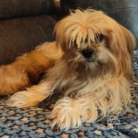 Lhasa Apso - Both