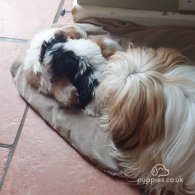 Lhasa Apso - Both