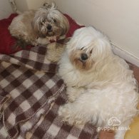 Lhasa Apso - Both