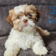 Lhasa Apso - Both