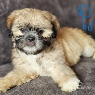 Lhasa Apso - Both