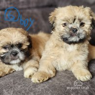 Lhasa Apso - Both