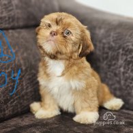 Lhasa Apso - Both