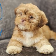 Lhasa Apso - Both