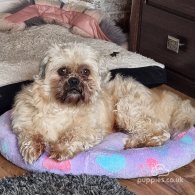 Lhasa Apso - Both