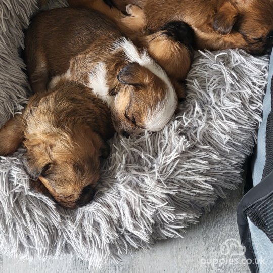 Lhasa Apso - Dogs