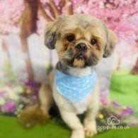 Lhasa Apso - Dogs