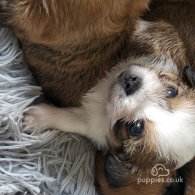 Lhasa Apso - Dogs