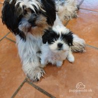 Lhasa Apso - Both