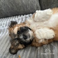 Lhasa Apso - Both