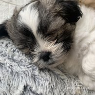 Lhasa Apso - Both