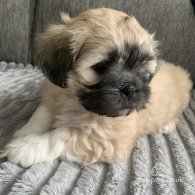 Lhasa Apso - Both