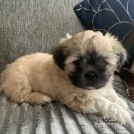 Lhasa Apso - Both