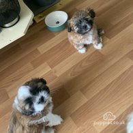 Lhasa Apso - Both