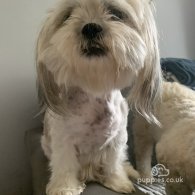 Lhasa Apso - Both