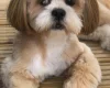 Lhasa Apso