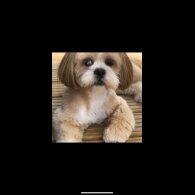 Lhasa Apso