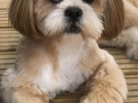 Lhasa Apso