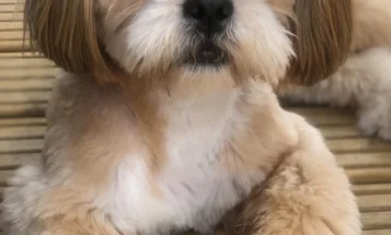 Lhasa Apso