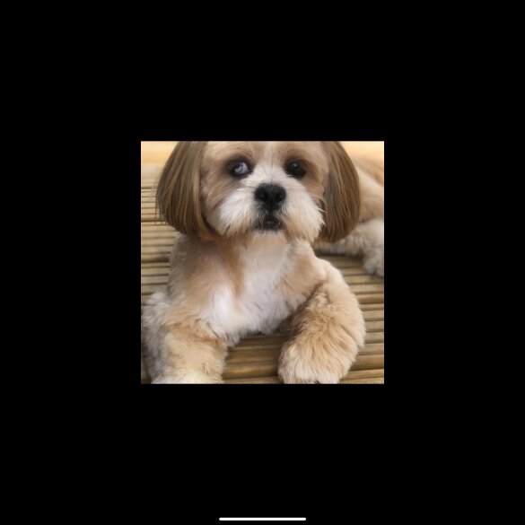 Lhasa Apso