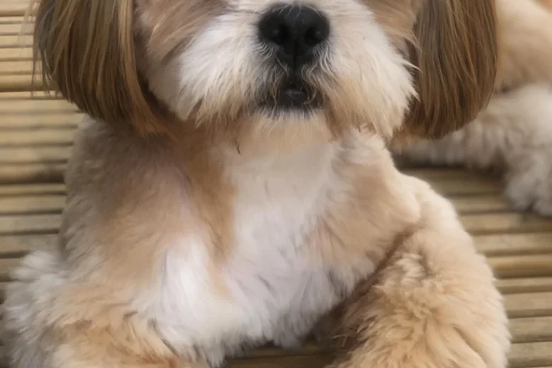 Lhasa Apso