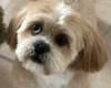 Lhasa Apso