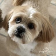 Lhasa Apso