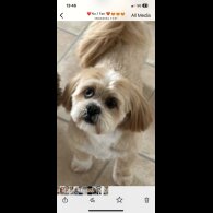 Lhasa Apso