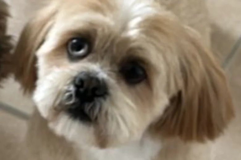 Lhasa Apso