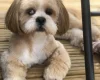 Lhasa Apso
