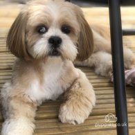 Lhasa Apso