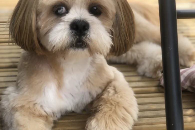 Lhasa Apso