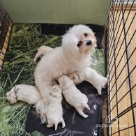 Maltese - Both