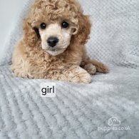 Miniature Poodle - Both