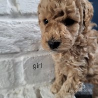 Miniature Poodle - Both